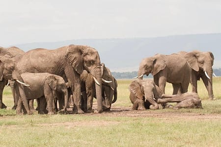 Elephants in Maasai Mara