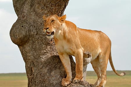 Mara Lion in Savnnah Grasslands